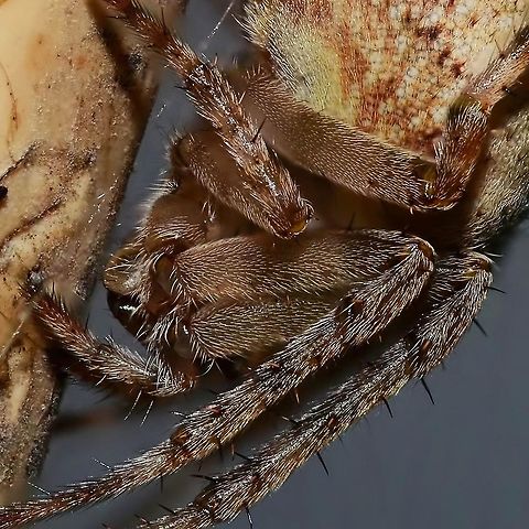 Neoscona nautical - Brown Sailor Spider Location is Bandung, West Java, Indonesia. Home.
http://www.jungledragon.com/image/37799/neoscona_nautical_-_brown_sailor_spider.html Bandung,Brown Sailor Spider,Fall,Geotagged,Indonesia,Java,Neoscona nautica,West Java,brown sailor,spider,stack