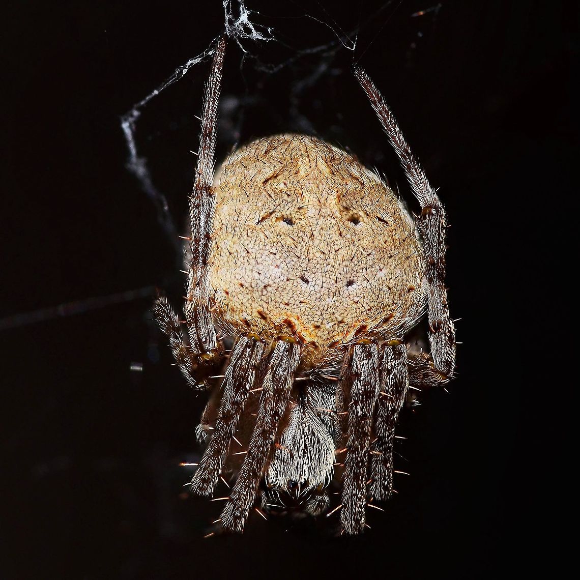 Neoscona nautical - Brown Sailor Spider Location is Bandung, West Java, Indonesia. Home.<br />
<figure class="photo"><a href="https://www.jungledragon.com/image/37799/neoscona_nautical_-_brown_sailor_spider.html" title="Neoscona nautical - Brown Sailor Spider"><img src="https://s3.amazonaws.com/media.jungledragon.com/images/2784/37799_thumb.jpg?AWSAccessKeyId=05GMT0V3GWVNE7GGM1R2&Expires=1770854410&Signature=lwK5dLc%2BNeyxSrpCTbVPRadmS9A%3D" width="200" height="200" alt="Neoscona nautical - Brown Sailor Spider This brown sailor gained access to my home, and set up residency. Rather than get upset about the situation, I decided to feed her and take some photographs.<br />
<br />
What appears to be a rather mundane arachnid, comes to life when you get up close, and start to pay attention to the small details. Of course, with my extremely poor eyesight, this is not possible, and so I use my camera to collect the detail for me.<br />
<br />
You may have noticed that these images contain rather a lot of detail compared to what you would normally get with a macro lens. Correct, it is just not possible to get this kind of detail in a single shot.<br />
<br />
Once you start getting down to closest focus with a macro lens, the depth of field, the thickness of the &lsquo;in focus&rsquo; part of the image, is less than 1mm, in fact, I calculate more like 0.25mm. So, how come the whole of this image is in sharp focus &ndash; stacking is the answer.<br />
<br />
This is the technique were you take several images, in this case 25, and merge the &lsquo;in focus&rsquo; parts of each individual image, and merge them into one single image. Each image the focal point is moved forward 0.5mm and Photoshop does the rest.<br />
<br />
Entomological departments in museums, doing studies on bugs, use the same photographic methods, but they give it a more fancy name.<br />
<br />
Location is Bandung, West Java, Indonesia. Home.<br />
http://www.jungledragon.com/image/37798/neoscona_nautical_-_brown_sailor_spider.html<br />
http://www.jungledragon.com/image/37797/neoscona_nautical_-_brown_sailor_spider.html Bandung,Brown Sailor Spider,Fall,Geotagged,Indonesia,Java,Neoscona nautica,West Java,brown sailor,spider,stack" /></a></figure> Bandung,Brown Sailor Spider,Fall,Geotagged,Indonesia,Java,Neoscona nautica,West Java,brown sailor,spider,stack