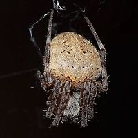 Neoscona nautical - Brown Sailor Spider Location is Bandung, West Java, Indonesia. Home.<br />
http://www.jungledragon.com/image/37799/neoscona_nautical_-_brown_sailor_spider.html Bandung,Brown Sailor Spider,Fall,Geotagged,Indonesia,Java,Neoscona nautica,West Java,brown sailor,spider,stack