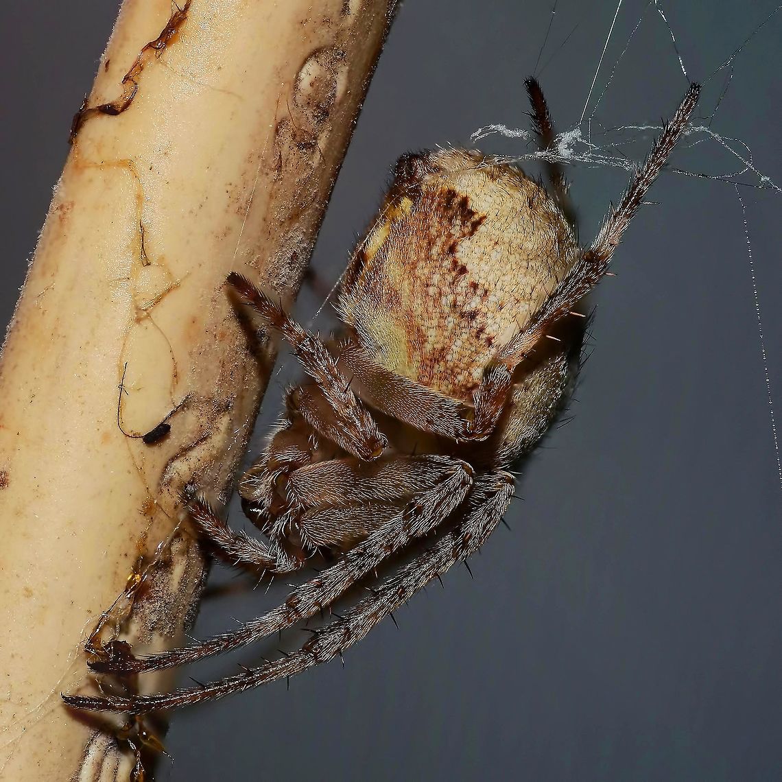 Neoscona nautical - Brown Sailor Spider This brown sailor gained access to my home, and set up residency. Rather than get upset about the situation, I decided to feed her and take some photographs.<br />
<br />
What appears to be a rather mundane arachnid, comes to life when you get up close, and start to pay attention to the small details. Of course, with my extremely poor eyesight, this is not possible, and so I use my camera to collect the detail for me.<br />
<br />
You may have noticed that these images contain rather a lot of detail compared to what you would normally get with a macro lens. Correct, it is just not possible to get this kind of detail in a single shot.<br />
<br />
Once you start getting down to closest focus with a macro lens, the depth of field, the thickness of the &lsquo;in focus&rsquo; part of the image, is less than 1mm, in fact, I calculate more like 0.25mm. So, how come the whole of this image is in sharp focus &ndash; stacking is the answer.<br />
<br />
This is the technique were you take several images, in this case 25, and merge the &lsquo;in focus&rsquo; parts of each individual image, and merge them into one single image. Each image the focal point is moved forward 0.5mm and Photoshop does the rest.<br />
<br />
Entomological departments in museums, doing studies on bugs, use the same photographic methods, but they give it a more fancy name.<br />
<br />
Location is Bandung, West Java, Indonesia. Home.<br />
<figure class="photo"><a href="https://www.jungledragon.com/image/37798/neoscona_nautical_-_brown_sailor_spider.html" title="Neoscona nautical - Brown Sailor Spider"><img src="https://s3.amazonaws.com/media.jungledragon.com/images/2784/37798_thumb.jpg?AWSAccessKeyId=05GMT0V3GWVNE7GGM1R2&Expires=1759968010&Signature=UzGbxMlMTZgKQJtThu9okuwgn1M%3D" width="200" height="200" alt="Neoscona nautical - Brown Sailor Spider Location is Bandung, West Java, Indonesia. Home.<br />
http://www.jungledragon.com/image/37799/neoscona_nautical_-_brown_sailor_spider.html Bandung,Brown Sailor Spider,Fall,Geotagged,Indonesia,Java,Neoscona nautica,West Java,brown sailor,spider,stack" /></a></figure><br />
<figure class="photo"><a href="https://www.jungledragon.com/image/37797/neoscona_nautical_-_brown_sailor_spider.html" title="Neoscona nautical - Brown Sailor Spider"><img src="https://s3.amazonaws.com/media.jungledragon.com/images/2784/37797_thumb.jpg?AWSAccessKeyId=05GMT0V3GWVNE7GGM1R2&Expires=1759968010&Signature=EUTwqH%2BPv9pgkxIh5fPcBYwPY9I%3D" width="200" height="200" alt="Neoscona nautical - Brown Sailor Spider Location is Bandung, West Java, Indonesia. Home.<br />
http://www.jungledragon.com/image/37799/neoscona_nautical_-_brown_sailor_spider.html Bandung,Brown Sailor Spider,Fall,Geotagged,Indonesia,Java,Neoscona nautica,West Java,brown sailor,spider,stack" /></a></figure> Bandung,Brown Sailor Spider,Fall,Geotagged,Indonesia,Java,Neoscona nautica,West Java,brown sailor,spider,stack
