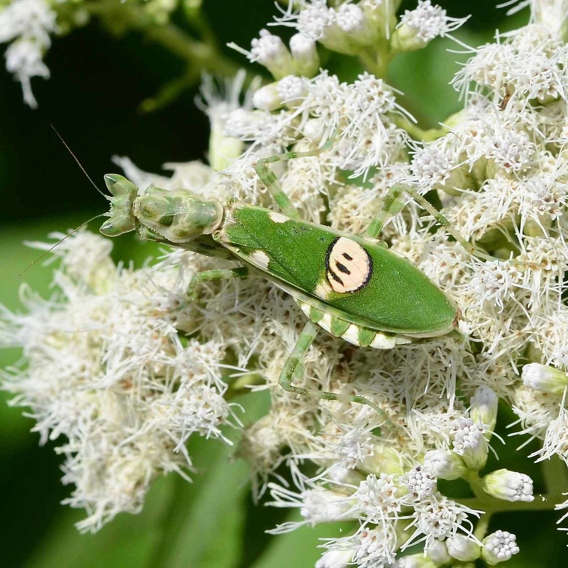 Creobroter gemmatus - Jeweled Flower Mantis Two more views to go with the side view posted couple of days ago.<br />
<br />
Location is Bandung, West Java, Indonesia. Alongside a stream and paddy fields.<br />
<figure class="photo"><a href="https://www.jungledragon.com/image/37778/creobroter_gemmatus_-_jeweled_flower_mantis.html" title="Creobroter gemmatus - jeweled flower mantis"><img src="https://s3.amazonaws.com/media.jungledragon.com/images/2784/37778_thumb.JPG?AWSAccessKeyId=05GMT0V3GWVNE7GGM1R2&Expires=1769040010&Signature=qsVwMfh3mF1aOB57ehCFHM4vn3k%3D" width="200" height="134" alt="Creobroter gemmatus - jeweled flower mantis It was a while before I spotted my first flower mantis, they are so well camouflaged. But now, I know exactly where to look and what to look for, so if I wanted, I could snap this gorgeous bug daily.<br />
<br />
Easy to approach, they could not run even if they wanted to. You can even coax them around to a good position for an image, but I tend not to do this, unless the light is too bright and I want shade. I always make sure I return to the original location.<br />
<br />
These mantids are not huge, but they are not afraid to tackle big meals. Many large butterflies have fallen to the sneak attack of the flower mantis.<br />
<br />
Location is Bandung, West Java, Indonesia. Alongside a stream and paddy fields.<br />
http://www.jungledragon.com/image/37813/creobroter_gemmatus_-_jeweled_flower_mantis.html<br />
http://www.jungledragon.com/image/37812/creobroter_gemmatus_-_jeweled_flower_mantis.html Bandung,Creobroter gemmatus,Geotagged,Indonesia,Java,West Java,Winter,flower mantis,mantid,mantis,praying mantis" /></a></figure> Bandung,Creobroter gemmatus,Flower Mantis,Geotagged,Indonesia,Java,Jeweled Flower Mantis,Jeweled flower mantis,Spring,West Java,mantid,mantis