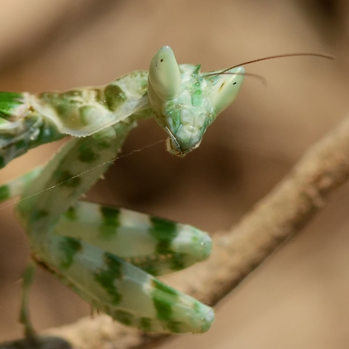 Creobroter gemmatus - Jeweled Flower Mantis Quite easy to get a good portrait of this impressive bug, just wave your hand in front to get its attention.<br />
<br />
Location is Bandung, West Java, Indonesia. Alongside a stream and paddy fields.<br />
<figure class="photo"><a href="https://www.jungledragon.com/image/37778/creobroter_gemmatus_-_jeweled_flower_mantis.html" title="Creobroter gemmatus - jeweled flower mantis"><img src="https://s3.amazonaws.com/media.jungledragon.com/images/2784/37778_thumb.JPG?AWSAccessKeyId=05GMT0V3GWVNE7GGM1R2&Expires=1769040010&Signature=qsVwMfh3mF1aOB57ehCFHM4vn3k%3D" width="200" height="134" alt="Creobroter gemmatus - jeweled flower mantis It was a while before I spotted my first flower mantis, they are so well camouflaged. But now, I know exactly where to look and what to look for, so if I wanted, I could snap this gorgeous bug daily.<br />
<br />
Easy to approach, they could not run even if they wanted to. You can even coax them around to a good position for an image, but I tend not to do this, unless the light is too bright and I want shade. I always make sure I return to the original location.<br />
<br />
These mantids are not huge, but they are not afraid to tackle big meals. Many large butterflies have fallen to the sneak attack of the flower mantis.<br />
<br />
Location is Bandung, West Java, Indonesia. Alongside a stream and paddy fields.<br />
http://www.jungledragon.com/image/37813/creobroter_gemmatus_-_jeweled_flower_mantis.html<br />
http://www.jungledragon.com/image/37812/creobroter_gemmatus_-_jeweled_flower_mantis.html Bandung,Creobroter gemmatus,Geotagged,Indonesia,Java,West Java,Winter,flower mantis,mantid,mantis,praying mantis" /></a></figure> Bandung,Creobroter gemmatus,Flower Mantis,Geotagged,Indonesia,Java,Jeweled Flower Mantis,Jeweled flower mantis,West Java,Winter,mantid,mantis