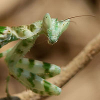 Creobroter gemmatus - Jeweled Flower Mantis Quite easy to get a good portrait of this impressive bug, just wave your hand in front to get its attention.<br />
<br />
Location is Bandung, West Java, Indonesia. Alongside a stream and paddy fields.<br />
http://www.jungledragon.com/image/37778/creobroter_gemmatus_-_jeweled_flower_mantis.html Bandung,Creobroter gemmatus,Flower Mantis,Geotagged,Indonesia,Java,Jeweled Flower Mantis,Jeweled flower mantis,West Java,Winter,mantid,mantis