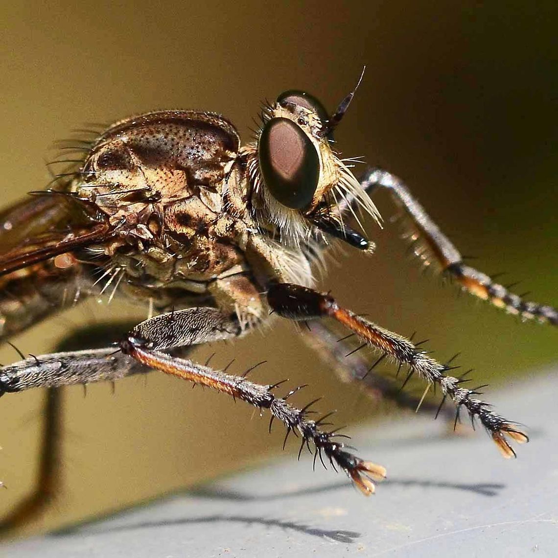 Asilidae sp. - Robber Fly Location is Bandung, West Java, Indonesia. Alongside a stream and paddy fields.<br />
<figure class="photo"><a href="https://www.jungledragon.com/image/37816/asilidae_sp._-_robber_fly.html" title="Asilidae sp. - Robber Fly"><img src="https://s3.amazonaws.com/media.jungledragon.com/images/2784/37816_thumb.JPG?AWSAccessKeyId=05GMT0V3GWVNE7GGM1R2&Expires=1770854410&Signature=%2FhmSy6RpDIMSvFMjD176bYGhMT8%3D" width="200" height="200" alt="Asilidae sp. - Robber Fly The robber fly has to be the most ferocious fly of all. Very efficient and brutal, yet fascinating to follow. You don&rsquo;t have to sit around for ours for the action either.<br />
<br />
A nightmare to identify, so you will have to settle for Asilidae sp.<br />
<br />
Location is Bandung, West Java, Indonesia. Alongside a stream and paddy fields.<br />
http://www.jungledragon.com/image/37815/asilidae_sp._-_robber_fly.html Asilidae,Bandung,Geotagged,Indonesia,Java,Robber Fly,West Java,Winter" /></a></figure> Asilidae,Bandung,Geotagged,Indonesia,Java,Robber Fly,Spring,West Java