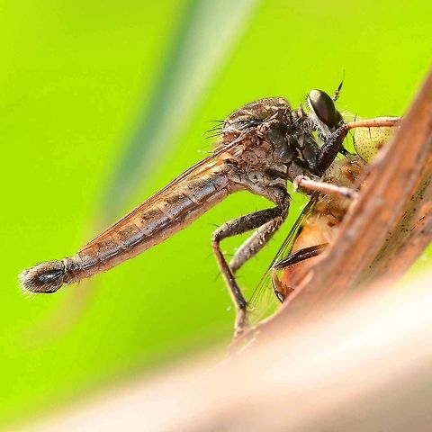 Asilidae sp. - Robber Fly The robber fly has to be the most ferocious fly of all. Very efficient and brutal, yet fascinating to follow. You don&rsquo;t have to sit around for ours for the action either.

A nightmare to identify, so you will have to settle for Asilidae sp.

Location is Bandung, West Java, Indonesia. Alongside a stream and paddy fields.
http://www.jungledragon.com/image/37815/asilidae_sp._-_robber_fly.html Asilidae,Bandung,Geotagged,Indonesia,Java,Robber Fly,West Java,Winter