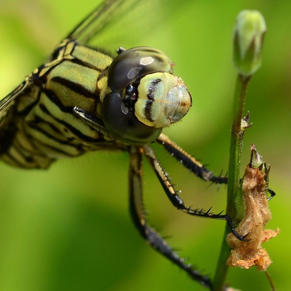 Orthetrum sabina Sabina - Green Marsh Hawk Location is Bandung, West Java, Indonesia. Alongside a stream and paddy fields.<br />
<figure class="photo"><a href="https://www.jungledragon.com/image/37819/orthetrum_sabina_sabina_-_green_marsh_hawk.html" title="Orthetrum sabina Sabina - Green Marsh Hawk"><img src="https://s3.amazonaws.com/media.jungledragon.com/images/2784/37819_thumb.jpg?AWSAccessKeyId=05GMT0V3GWVNE7GGM1R2&Expires=1759968010&Signature=4a0GKHAWklFSrvORDjyfE7Yh%2BoQ%3D" width="200" height="134" alt="Orthetrum sabina Sabina - Green Marsh Hawk The sabina is a very efficient hunter, and I get the impression that it is more powerful than the other dragons of a similar size.<br />
<br />
I can be found on open scrub, but given its livery, unlike the bright red dragons, it is extremely difficult to find. The best method, is to walk through the scrub until you disturb one into flight. It won&rsquo;t fly far, so pay attention to where it lands. And there&rsquo;s your target. If the location or orientation is not suitable, spook it into flight again.<br />
<br />
Sabina is what I call a ground hunter. It will scan the skies for its prey, hop into the air, grab the prey with almost 100% efficiency, and land back on the same perch.<br />
<br />
A little more care on the approach than some dragons, but not impossible.<br />
<br />
Location is Bandung, West Java, Indonesia. Alongside a stream and paddy fields.<br />
http://www.jungledragon.com/image/37818/orthetrum_sabina_sabina_-_green_marsh_hawk.html<br />
http://www.jungledragon.com/image/37817/orthetrum_sabina_sabina_-_green_marsh_hawk.html Bandung,Geotagged,Green Marsh Hawk,Indonesia,Java,Orthetrum sabina,Sabina,Slender Skimmer,Summer,West Java,dragonfly" /></a></figure> Bandung,Geotagged,Green Marsh Hawk,Indonesia,Java,Orthetrum sabina,Sabina,Slender Skimmer,West Java,Winter,dragonfly