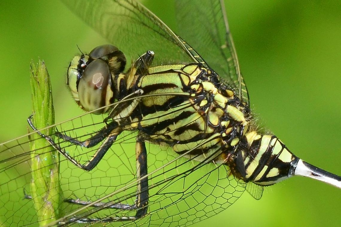 Orthetrum sabina Sabina - Green Marsh Hawk Location is Bandung, West Java, Indonesia. Alongside a stream and paddy fields.<br />
<figure class="photo"><a href="https://www.jungledragon.com/image/37819/orthetrum_sabina_sabina_-_green_marsh_hawk.html" title="Orthetrum sabina Sabina - Green Marsh Hawk"><img src="https://s3.amazonaws.com/media.jungledragon.com/images/2784/37819_thumb.jpg?AWSAccessKeyId=05GMT0V3GWVNE7GGM1R2&Expires=1769040010&Signature=ZGEoiwBg8X0bm86XH5ylvm5sAi8%3D" width="200" height="134" alt="Orthetrum sabina Sabina - Green Marsh Hawk The sabina is a very efficient hunter, and I get the impression that it is more powerful than the other dragons of a similar size.<br />
<br />
I can be found on open scrub, but given its livery, unlike the bright red dragons, it is extremely difficult to find. The best method, is to walk through the scrub until you disturb one into flight. It won&rsquo;t fly far, so pay attention to where it lands. And there&rsquo;s your target. If the location or orientation is not suitable, spook it into flight again.<br />
<br />
Sabina is what I call a ground hunter. It will scan the skies for its prey, hop into the air, grab the prey with almost 100% efficiency, and land back on the same perch.<br />
<br />
A little more care on the approach than some dragons, but not impossible.<br />
<br />
Location is Bandung, West Java, Indonesia. Alongside a stream and paddy fields.<br />
http://www.jungledragon.com/image/37818/orthetrum_sabina_sabina_-_green_marsh_hawk.html<br />
http://www.jungledragon.com/image/37817/orthetrum_sabina_sabina_-_green_marsh_hawk.html Bandung,Geotagged,Green Marsh Hawk,Indonesia,Java,Orthetrum sabina,Sabina,Slender Skimmer,Summer,West Java,dragonfly" /></a></figure> Bandung,Geotagged,Green Marsh Hawk,Indonesia,Java,Orthetrum sabina,Sabina,Slender Skimmer,Summer,West Java,dragonfly