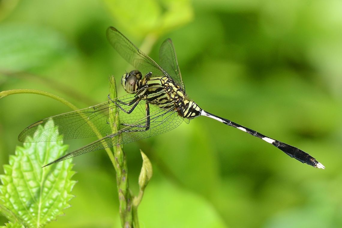 Orthetrum sabina Sabina - Green Marsh Hawk The sabina is a very efficient hunter, and I get the impression that it is more powerful than the other dragons of a similar size.<br />
<br />
I can be found on open scrub, but given its livery, unlike the bright red dragons, it is extremely difficult to find. The best method, is to walk through the scrub until you disturb one into flight. It won&rsquo;t fly far, so pay attention to where it lands. And there&rsquo;s your target. If the location or orientation is not suitable, spook it into flight again.<br />
<br />
Sabina is what I call a ground hunter. It will scan the skies for its prey, hop into the air, grab the prey with almost 100% efficiency, and land back on the same perch.<br />
<br />
A little more care on the approach than some dragons, but not impossible.<br />
<br />
Location is Bandung, West Java, Indonesia. Alongside a stream and paddy fields.<br />
<figure class="photo"><a href="https://www.jungledragon.com/image/37818/orthetrum_sabina_sabina_-_green_marsh_hawk.html" title="Orthetrum sabina Sabina - Green Marsh Hawk"><img src="https://s3.amazonaws.com/media.jungledragon.com/images/2784/37818_thumb.jpg?AWSAccessKeyId=05GMT0V3GWVNE7GGM1R2&Expires=1759968010&Signature=n%2FHyvSu7idkti0E1T4UymwjKtf0%3D" width="200" height="134" alt="Orthetrum sabina Sabina - Green Marsh Hawk Location is Bandung, West Java, Indonesia. Alongside a stream and paddy fields.<br />
http://www.jungledragon.com/image/37819/orthetrum_sabina_sabina_-_green_marsh_hawk.html Bandung,Geotagged,Green Marsh Hawk,Indonesia,Java,Orthetrum sabina,Sabina,Slender Skimmer,Summer,West Java,dragonfly" /></a></figure><br />
<figure class="photo"><a href="https://www.jungledragon.com/image/37817/orthetrum_sabina_sabina_-_green_marsh_hawk.html" title="Orthetrum sabina Sabina - Green Marsh Hawk"><img src="https://s3.amazonaws.com/media.jungledragon.com/images/2784/37817_thumb.jpg?AWSAccessKeyId=05GMT0V3GWVNE7GGM1R2&Expires=1759968010&Signature=1KTS8avArSFJ%2FCrlyNlPaENMyvw%3D" width="200" height="200" alt="Orthetrum sabina Sabina - Green Marsh Hawk Location is Bandung, West Java, Indonesia. Alongside a stream and paddy fields.<br />
http://www.jungledragon.com/image/37819/orthetrum_sabina_sabina_-_green_marsh_hawk.html Bandung,Geotagged,Green Marsh Hawk,Indonesia,Java,Orthetrum sabina,Sabina,Slender Skimmer,West Java,Winter,dragonfly" /></a></figure> Bandung,Geotagged,Green Marsh Hawk,Indonesia,Java,Orthetrum sabina,Sabina,Slender Skimmer,Summer,West Java,dragonfly