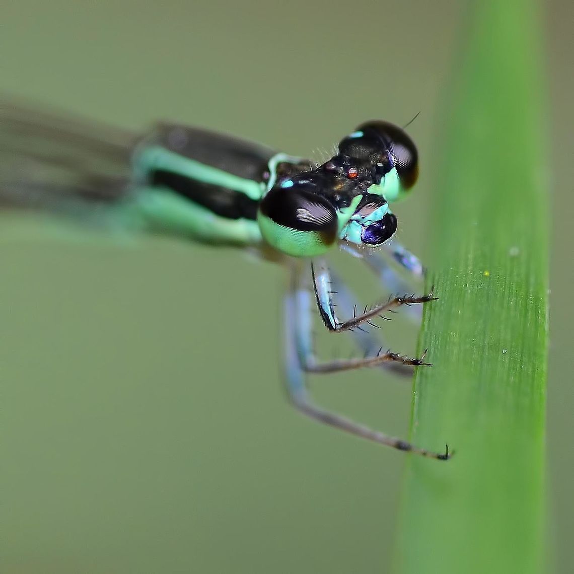 Agriocnemis femina femina - Variable Wisp Damsel fly Location is Bandung, West Java, Indonesia. Alongside a stream and paddy fields.<br />
<figure class="photo"><a href="https://www.jungledragon.com/image/37821/agriocnemis_femina_femina_-_variable_wisp_damsel_fly.html" title="Agriocnemis femina femina - Variable Wisp Damsel fly"><img src="https://s3.amazonaws.com/media.jungledragon.com/images/2784/37821_thumb.jpg?AWSAccessKeyId=05GMT0V3GWVNE7GGM1R2&Expires=1759968010&Signature=o%2BYMuv47wFP4q6sNKYJcEW4QJIk%3D" width="200" height="134" alt="Agriocnemis femina femina - Variable Wisp Damsel fly After a year of bug safaris, I was very confused why I only had a handful of damsel shots. Although I was improving almost daily in my bugging skills, I still had not learned to really open my eyes and &lsquo;SEE&rsquo;.<br />
<br />
A change of venu, to the paddy field path, where snakes were in abundance, taught me to look at my feet and watch where I was stepping. As my feet disturbed the vegetation, damsels would take to the air to avoid me. They would never rise above the vegetation, and would perch again within a few feet. Now, even when I go back to my old hunting grounds, there are damsels everywhere.<br />
<br />
This damsel is not much more than an inch long. Called the variable wisp because in changes color four times during its adult life. When I finally identified the little darling, it closed four folders of unknowns in one go.<br />
<br />
Damsels are wonderful to study, but I will write more on this on future posts.<br />
<br />
Location is Bandung, West Java, Indonesia. Alongside a stream and paddy fields.<br />
http://www.jungledragon.com/image/37820/agriocnemis_femina_femina_-_variable_wisp_damsel_fly.html Agriocnemis femina,Bandung,Geotagged,Indonesia,Java,Spring,Variable Wisp Damsel fly,Variable wisp,West Java,damsel,damsel fly" /></a></figure> Agriocnemis femina,Bandung,Geotagged,Indonesia,Java,Summer,Variable Wisp Damsel fly,Variable wisp,West Java,damsel,damsel fly