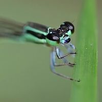 Agriocnemis femina femina - Variable Wisp Damsel fly Location is Bandung, West Java, Indonesia. Alongside a stream and paddy fields.<br />
http://www.jungledragon.com/image/37821/agriocnemis_femina_femina_-_variable_wisp_damsel_fly.html Agriocnemis femina,Bandung,Geotagged,Indonesia,Java,Summer,Variable Wisp Damsel fly,Variable wisp,West Java,damsel,damsel fly