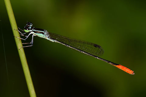 Agriocnemis femina femina - Variable Wisp Damsel fly After a year of bug safaris, I was very confused why I only had a handful of damsel shots. Although I was improving almost daily in my bugging skills, I still had not learned to really open my eyes and ‘SEE’.

A change of venu, to the paddy field path, where snakes were in abundance, taught me to look at my feet and watch where I was stepping. As my feet disturbed the vegetation, damsels would take to the air to avoid me. They would never rise above the vegetation, and would perch again within a few feet. Now, even when I go back to my old hunting grounds, there are damsels everywhere.

This damsel is not much more than an inch long. Called the variable wisp because in changes color four times during its adult life. When I finally identified the little darling, it closed four folders of unknowns in one go.

Damsels are wonderful to study, but I will write more on this on future posts.

Location is Bandung, West Java, Indonesia. Alongside a stream and paddy fields.
http://www.jungledragon.com/image/37820/agriocnemis_femina_femina_-_variable_wisp_damsel_fly.html Agriocnemis femina,Bandung,Geotagged,Indonesia,Java,Spring,Variable Wisp Damsel fly,Variable wisp,West Java,damsel,damsel fly