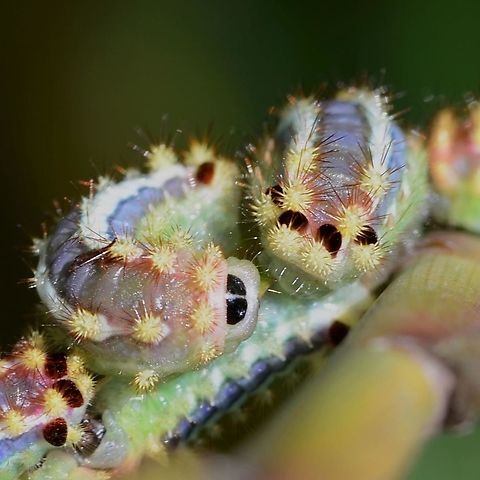 Limacodidae, Parasa lepida - Blue Striped Nettle Moth A colourful moth caterpillar. I have only seen it this one time.

Widely distributed and considered a pest.

Location is Bandung, West Java, Indonesia. Alongside a stream and paddy fields.
 Bandung,Blue Striped Nettle Moth,Fall,Geotagged,Indonesia,Java,Nettle Caterpillar,Parasa lepida,West Java,caterpillar