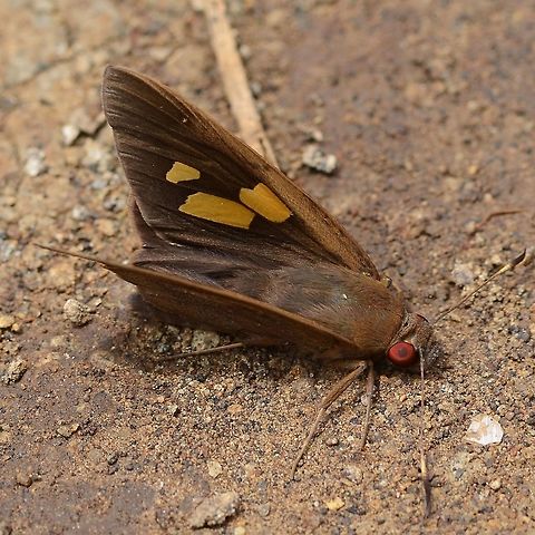Erionota thrax – Palm Redeye Skipper You are never far from a banana tree, so bugs associated with bananas are bound to be present. But, surprisingly, very few bugs can tackle the banana leaf. In fact, I think the only banana leaf feeding bug I have in my collection, is the caterpillar of this butterfly.
The red eye is an indication that this butterfly, is a low light variety and is mainly active in the early hours of the day, feeding on the banana flower.
Location is Bandung, West Java, Indonesia. Alongside a stream and paddy fields. Bandung,Erionota thrax,Geotagged,Indonesia,Java,Palm Redeye,Palm Redeye Skipper,Summer,West Java,banana skipper