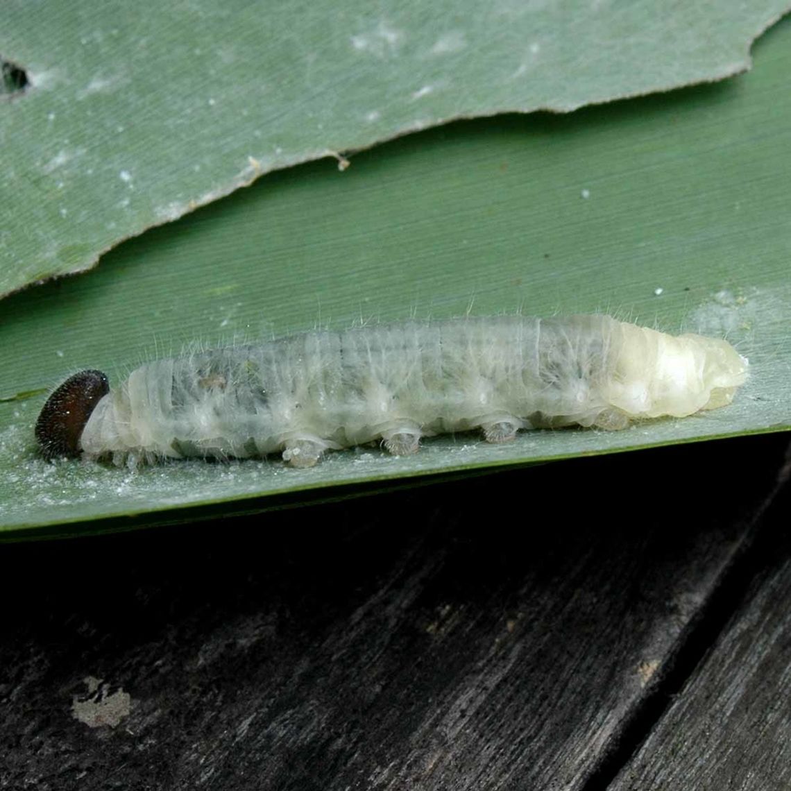 Erionota thrax &ndash; Palm Redeye Skipper A rather boring looking grub, prized by the locals for a fishing bait.<br />
<br />
Interesting camouflage, the head looks like a caterpillar dropping. Enticing the predator to go for the wrong end. This is a tactic often seen in the bug world.<br />
<br />
Location is Bandung, West Java, Indonesia. Alongside a stream and paddy fields. Bandung,Erionota thrax,Fall,Geotagged,Indonesia,Java,Palm Redeye,Redeye,West Java,butterfly,skipper
