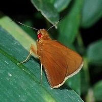 Matapa aria - Common Redeye Skipper Another low light, redyey butterfly, similar to Erionota thrax. This butterfly is smaller and has a yellow/white fringe to the rear wings. Feeds on bamboo.<br />
<br />
Location is Bandung, West Java, Indonesia. Alongside a stream and paddy fields.<br />
http://www.jungledragon.com/image/37837/matapa_aria_-_common_redeye_skipper.html Bandung,Common Redeye,Fall,Geotagged,Indonesia,Java,Matapa aria,West Java,butterfly,common redeye,skipper