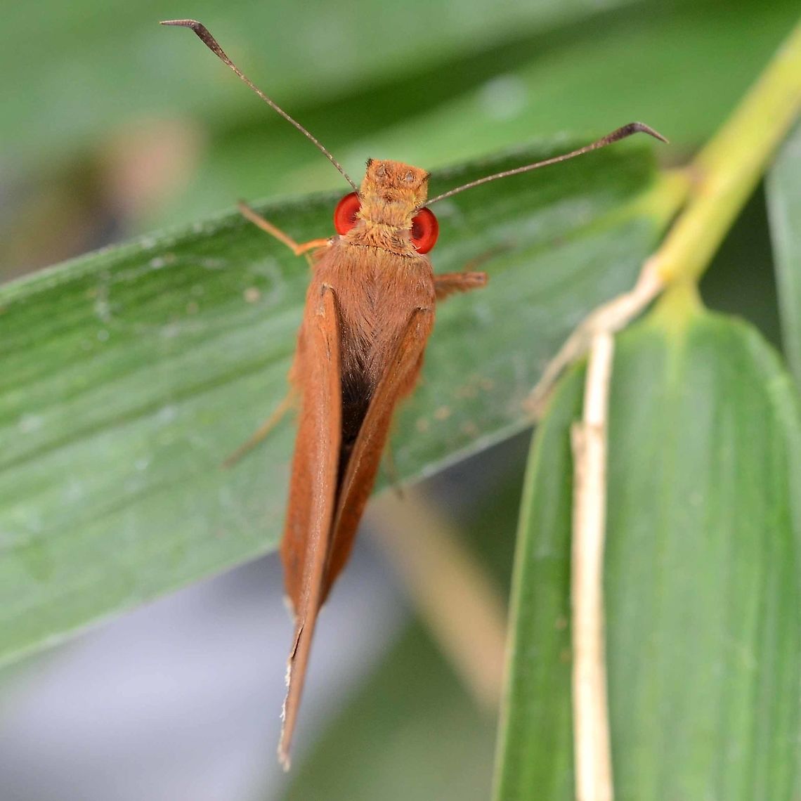 Matapa aria - Common Redeye Skipper Location is Bandung, West Java, Indonesia. Alongside a stream and paddy fields.<br />
<figure class="photo"><a href="https://www.jungledragon.com/image/37836/matapa_aria_-_common_redeye_skipper.html" title="Matapa aria - Common Redeye Skipper"><img src="https://s3.amazonaws.com/media.jungledragon.com/images/2784/37836_thumb.JPG?AWSAccessKeyId=05GMT0V3GWVNE7GGM1R2&Expires=1769040010&Signature=neHhvihIX5wPuSdiITpGUz8TzY4%3D" width="200" height="200" alt="Matapa aria - Common Redeye Skipper Another low light, redyey butterfly, similar to Erionota thrax. This butterfly is smaller and has a yellow/white fringe to the rear wings. Feeds on bamboo.<br />
<br />
Location is Bandung, West Java, Indonesia. Alongside a stream and paddy fields.<br />
http://www.jungledragon.com/image/37837/matapa_aria_-_common_redeye_skipper.html Bandung,Common Redeye,Fall,Geotagged,Indonesia,Java,Matapa aria,West Java,butterfly,common redeye,skipper" /></a></figure> Bandung,Common Redeye,Geotagged,Indonesia,Java,Matapa aria,West Java,Winter,butterfly,common redeye,skipper