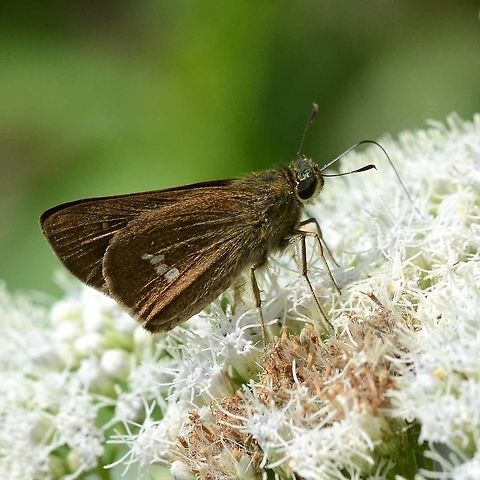 Borbo cinnara - Rice Swift These brown skipper butterflies or skippers in general, are so varied in species, with such subtle differences, making ID tedious. Fortunately, Butterfy Circle website is very reliable, and Singapore is close enough to be relevant.

Location is Bandung, West Java, Indonesia. Alongside a stream and paddy fields. Bandung,Borbo cinnara,Formosan Swift,Geotagged,Indonesia,Java,Rice Swift,Spring,West Java,butterfly,rice swift,skipper