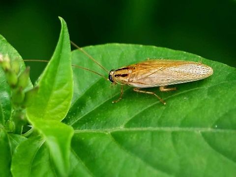 Blattella Asahinai - Asia Cockroach Location is Bandung, West Java, Indonesia. Alongside a stream and paddy fields. Asia cockroach,Bandung,Blattella asahinai,Geotagged,Indonesia,Java,Spring,West Java,cockroach