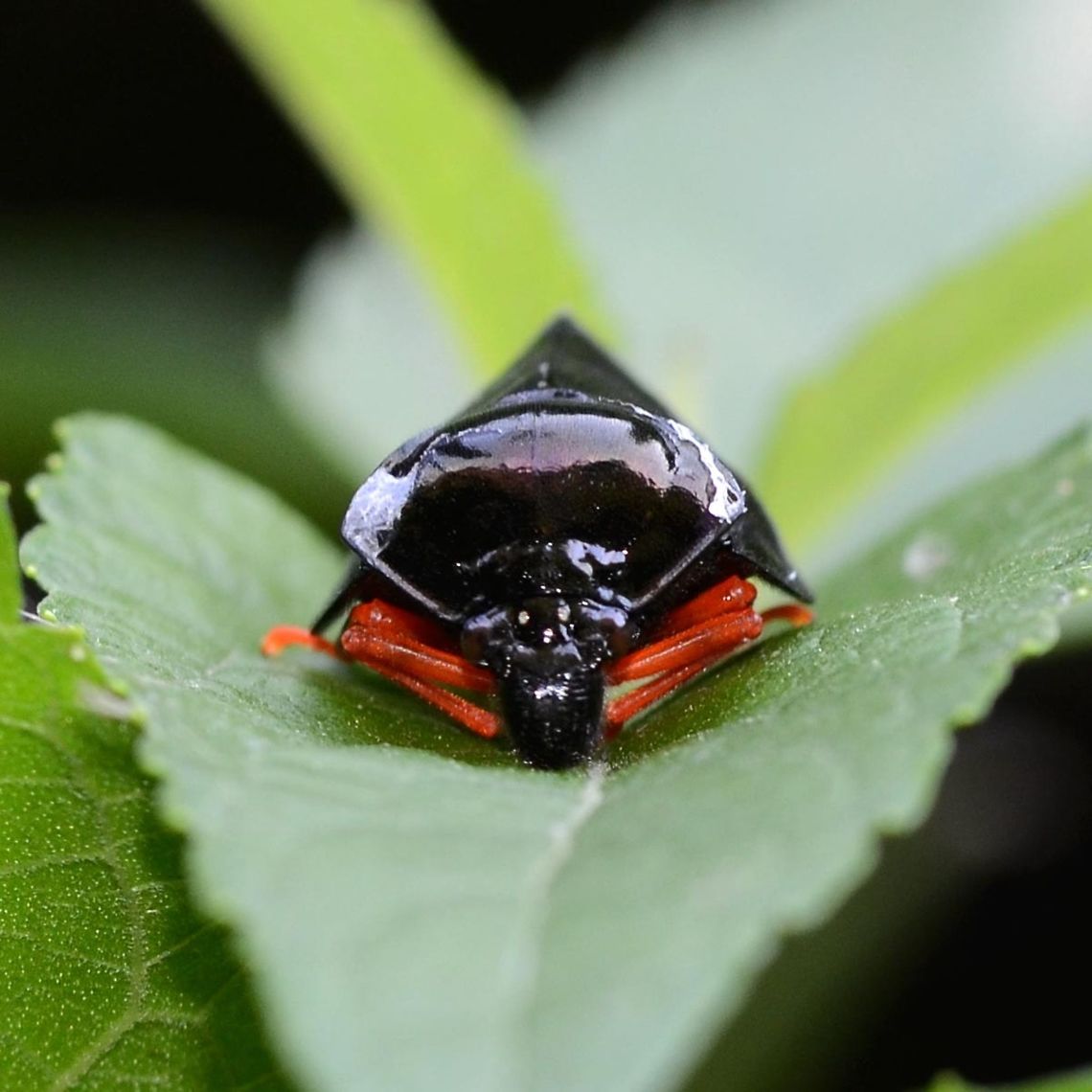 Darth Vader sp. For a long time, I was convinced that this was a cicada, but it wasn&rsquo;t quite right. Doing additional research for this post, I discovered that a distinct possibility was a lantern bug, which do not always have that strange snout at the front. The eyes were a better match and the front profile still worked.<br />
<br />
You would think that having genus and such distinctive shiny black body and bright red legs, that an ID was inevitable. The closest that I got was Darth Vader, but he did not have the red legs unfortunately.<br />
<br />
Update - Cercopidae sp. is currently favorite, possibly Ectemnonotum atrum.<br />
<br />
Location is Bandung, West Java, Indonesia. Alongside a stream and paddy fields. Bandung,Cercopidae,Geotagged,Indonesia,Java,West Java,Winter,cicada,lantern bug