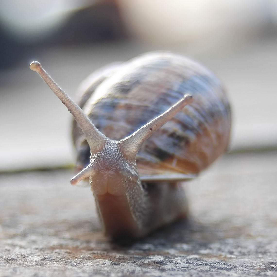Helix pomatia - Roman Snail As I was photographing this snail, a woman rushed over to me and asked if I was okay. She was concerned that I might have fallen from a window of the apartment block.<br />
<br />
Location is Merseyside,UK. Pavement. Bebeigton,Geotagged,Helix pomatia,Merseyside,Roman snail,Spring,United Kingdom,snail