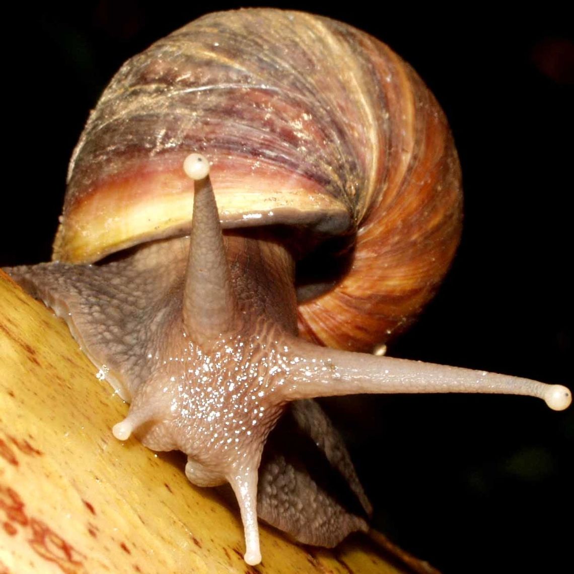 Achatina fulica – Giant African Snail Large snail on a section of cut bamboo.<br />
<br />
Location is Bandung, West Java, Indonesia. Alongside a stream and paddy fields.<br />
<br />
This snail is native to East Africa, but it has been widely introduced to other parts of the world. It is listed as one of the 100 of the World&#039;s Worst Invasive Alien Species. Achatina fulica,Bandung,Geotagged,Giant African Snail,Indonesia,Java,Lissachatina fulica,Spring,West Java,invasive species,snail