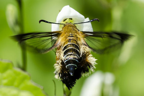 Melittia Sangaica nipponica – Bee Mimicking Moth Location is Bandung, West Java, Indonesia. Alongside a stream and paddy fields.
http://www.jungledragon.com/image/37857/melittia_sangaica_nipponica_bee_mimicking_moth.html Bandung,Clearwing moths,Geotagged,Indonesia,Java,Lepidoptera,Melittia sangaica,Sesiidae,Sesiinae,West Java,Winter,bee mimicking moth,moth