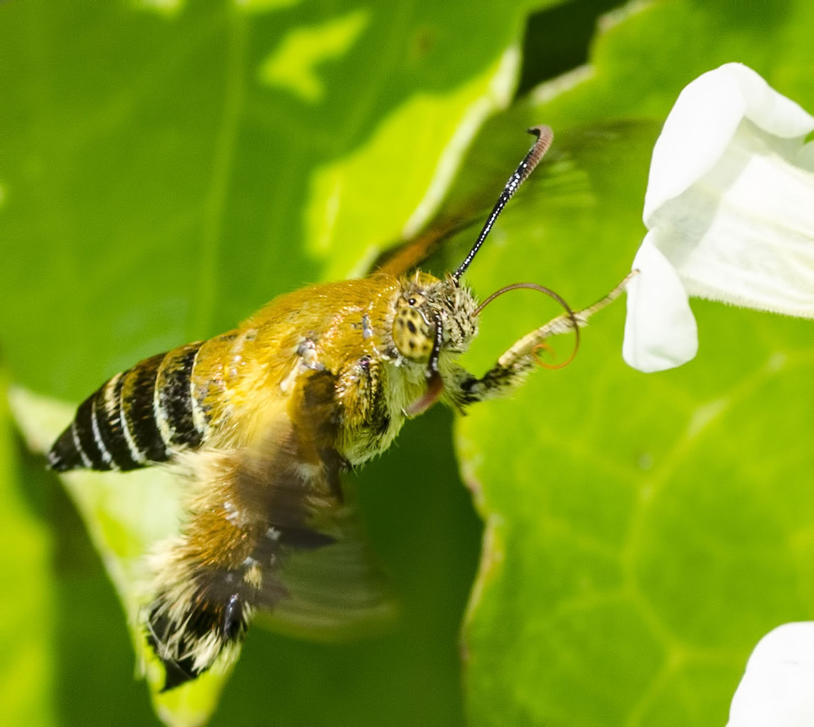 Melittia Sangaica nipponica – Bee Mimicking Moth This most strange and glorious bug, had me confused for many months, but that is because I was searching for a bee.<br />
<br />
Location is Bandung, West Java, Indonesia. Alongside a stream and paddy fields.<br />
<figure class="photo"><a href="https://www.jungledragon.com/image/37858/melittia_sangaica_nipponica_bee_mimicking_moth.html" title="Melittia Sangaica nipponica &ndash; Bee Mimicking Moth"><img src="https://s3.amazonaws.com/media.jungledragon.com/images/2784/37858_thumb.JPG?AWSAccessKeyId=05GMT0V3GWVNE7GGM1R2&Expires=1767225610&Signature=PeEPWPsqKLuVJ3jmHQtQwXSKHdw%3D" width="200" height="134" alt="Melittia Sangaica nipponica &ndash; Bee Mimicking Moth Location is Bandung, West Java, Indonesia. Alongside a stream and paddy fields.<br />
http://www.jungledragon.com/image/37857/melittia_sangaica_nipponica_bee_mimicking_moth.html Bandung,Clearwing moths,Geotagged,Indonesia,Java,Lepidoptera,Melittia sangaica,Sesiidae,Sesiinae,West Java,Winter,bee mimicking moth,moth" /></a></figure><br />
<figure class="photo"><a href="https://www.jungledragon.com/image/37856/melittia_sangaica_nipponica_bee_mimicking_moth.html" title="Melittia Sangaica nipponica &ndash; Bee Mimicking Moth"><img src="https://s3.amazonaws.com/media.jungledragon.com/images/2784/37856_thumb.JPG?AWSAccessKeyId=05GMT0V3GWVNE7GGM1R2&Expires=1767225610&Signature=R%2FALGPD1kDQasfwmlolvN5WLrHg%3D" width="200" height="134" alt="Melittia Sangaica nipponica &ndash; Bee Mimicking Moth Location is Bandung, West Java, Indonesia. Alongside a stream and paddy fields.<br />
http://www.jungledragon.com/image/37857/melittia_sangaica_nipponica_bee_mimicking_moth.html Bandung,Clearwing moths,Geotagged,Indonesia,Java,Lepidoptera,Melittia sangaica,Sesiidae,Sesiinae,West Java,Winter,bee mimicking moth,moth" /></a></figure><br />
<figure class="photo"><a href="https://www.jungledragon.com/image/37859/melittia_sangaica_nipponica_bee_mimicking_moth.html" title="Melittia Sangaica nipponica &ndash; Bee Mimicking Moth"><img src="https://s3.amazonaws.com/media.jungledragon.com/images/2784/37859_thumb.JPG?AWSAccessKeyId=05GMT0V3GWVNE7GGM1R2&Expires=1767225610&Signature=cMl2ah7oj7KxPtpGOmq1wsr1Rck%3D" width="200" height="150" alt="Melittia Sangaica nipponica &ndash; Bee Mimicking Moth Location is Bandung, West Java, Indonesia. Alongside a stream and paddy fields.<br />
http://www.jungledragon.com/image/37857/melittia_sangaica_nipponica_bee_mimicking_moth.html Bandung,Clearwing moths,Geotagged,Indonesia,Java,Lepidoptera,Melittia sangaica,Sesiidae,Sesiinae,Spring,West Java,bee mimicking moth,moth" /></a></figure> Bandung,Clearwing moths,Geotagged,Indonesia,Java,Lepidoptera,Melittia,Melittia sangaica,Sesiidae,Sesiinae,West Java,Winter,bee mimicking moth,moth