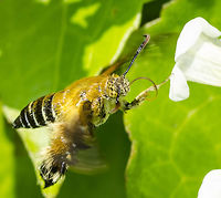 Melittia Sangaica nipponica – Bee Mimicking Moth This most strange and glorious bug, had me confused for many months, but that is because I was searching for a bee.<br />
<br />
Location is Bandung, West Java, Indonesia. Alongside a stream and paddy fields.<br />
http://www.jungledragon.com/image/37858/melittia_sangaica_nipponica_bee_mimicking_moth.html<br />
http://www.jungledragon.com/image/37856/melittia_sangaica_nipponica_bee_mimicking_moth.html<br />
http://www.jungledragon.com/image/37859/melittia_sangaica_nipponica_bee_mimicking_moth.html Bandung,Clearwing moths,Geotagged,Indonesia,Java,Lepidoptera,Melittia,Melittia sangaica,Sesiidae,Sesiinae,West Java,Winter,bee mimicking moth,moth