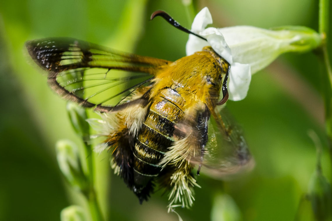 Melittia Sangaica nipponica &ndash; Bee Mimicking Moth Location is Bandung, West Java, Indonesia. Alongside a stream and paddy fields.<br />
<figure class="photo"><a href="https://www.jungledragon.com/image/37857/melittia_sangaica_nipponica_bee_mimicking_moth.html" title="Melittia Sangaica nipponica &ndash; Bee Mimicking Moth"><img src="https://s3.amazonaws.com/media.jungledragon.com/images/2784/37857_thumb.JPG?AWSAccessKeyId=05GMT0V3GWVNE7GGM1R2&Expires=1770854410&Signature=jha%2BLvYmMIMS9BVK7%2FiyyOjozrY%3D" width="200" height="180" alt="Melittia Sangaica nipponica &ndash; Bee Mimicking Moth This most strange and glorious bug, had me confused for many months, but that is because I was searching for a bee.<br />
<br />
Location is Bandung, West Java, Indonesia. Alongside a stream and paddy fields.<br />
http://www.jungledragon.com/image/37858/melittia_sangaica_nipponica_bee_mimicking_moth.html<br />
http://www.jungledragon.com/image/37856/melittia_sangaica_nipponica_bee_mimicking_moth.html<br />
http://www.jungledragon.com/image/37859/melittia_sangaica_nipponica_bee_mimicking_moth.html Bandung,Clearwing moths,Geotagged,Indonesia,Java,Lepidoptera,Melittia,Melittia sangaica,Sesiidae,Sesiinae,West Java,Winter,bee mimicking moth,moth" /></a></figure> Bandung,Clearwing moths,Geotagged,Indonesia,Java,Lepidoptera,Melittia sangaica,Sesiidae,Sesiinae,West Java,Winter,bee mimicking moth,moth