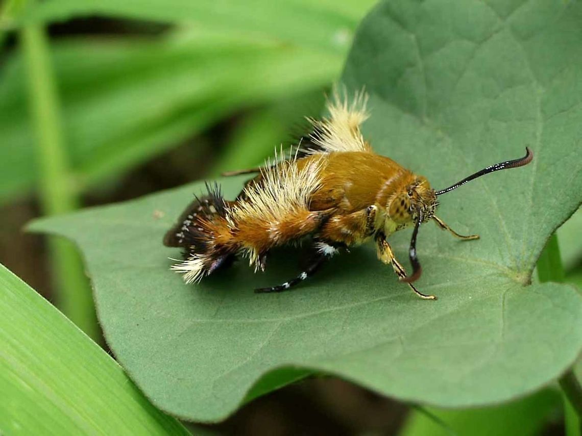 Melittia Sangaica nipponica – Bee Mimicking Moth Location is Bandung, West Java, Indonesia. Alongside a stream and paddy fields.<br />
<figure class="photo"><a href="https://www.jungledragon.com/image/37857/melittia_sangaica_nipponica_bee_mimicking_moth.html" title="Melittia Sangaica nipponica &ndash; Bee Mimicking Moth"><img src="https://s3.amazonaws.com/media.jungledragon.com/images/2784/37857_thumb.JPG?AWSAccessKeyId=05GMT0V3GWVNE7GGM1R2&Expires=1767225610&Signature=49%2BL9MdBWr1xqMbbuZSzxZK3d1Y%3D" width="200" height="180" alt="Melittia Sangaica nipponica &ndash; Bee Mimicking Moth This most strange and glorious bug, had me confused for many months, but that is because I was searching for a bee.<br />
<br />
Location is Bandung, West Java, Indonesia. Alongside a stream and paddy fields.<br />
http://www.jungledragon.com/image/37858/melittia_sangaica_nipponica_bee_mimicking_moth.html<br />
http://www.jungledragon.com/image/37856/melittia_sangaica_nipponica_bee_mimicking_moth.html<br />
http://www.jungledragon.com/image/37859/melittia_sangaica_nipponica_bee_mimicking_moth.html Bandung,Clearwing moths,Geotagged,Indonesia,Java,Lepidoptera,Melittia,Melittia sangaica,Sesiidae,Sesiinae,West Java,Winter,bee mimicking moth,moth" /></a></figure> Bandung,Clearwing moths,Geotagged,Indonesia,Java,Lepidoptera,Melittia sangaica,Sesiidae,Sesiinae,Spring,West Java,bee mimicking moth,moth