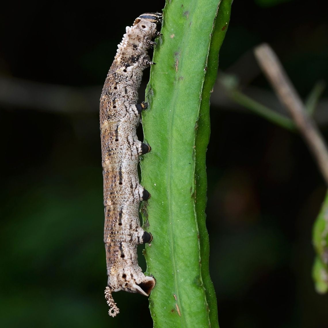 Acherontia lachesis - Death's-Head Hawkmoth Caterpillar A huge caterpillar, dowdy looking until you get up close and admire the detail, which is stunning. I unfortunately do not have an image of the Moth, of Hannibal Lecter fame.<br />
<br />
There are two versions of this final instar, the usual being a more colourful green and yellow.<br />
<br />
Location is Bandung, West Java, Indonesia. Alongside a stream and paddy fields.<br />
<figure class="photo"><a href="https://www.jungledragon.com/image/37862/acherontia_lachesis_-_deaths-head_hawkmoth_caterpillar.html" title="Acherontia lachesis - Death's-Head Hawkmoth Caterpillar"><img src="https://s3.amazonaws.com/media.jungledragon.com/images/2784/37862_thumb.jpg?AWSAccessKeyId=05GMT0V3GWVNE7GGM1R2&Expires=1770854410&Signature=Nj6X5kz5n%2FqJuQA8h8xovlK2B6E%3D" width="200" height="200" alt="Acherontia lachesis - Death's-Head Hawkmoth Caterpillar Location is Bandung, West Java, Indonesia. Alongside a stream and paddy fields.<br />
http://www.jungledragon.com/image/37860/acherontia_lachesis_-_deaths-head_hawkmoth_caterpillar.html Acherontia lachesis,Bandung,Death's-head Hawkmoth,Fall,Geotagged,Hannibal Lecter,Indonesia,Java,Spring,West Java,acherontia lachesis,caterpillar" /></a></figure><br />
<figure class="photo"><a href="https://www.jungledragon.com/image/37861/acherontia_lachesis_-_deaths-head_hawkmoth_caterpillar.html" title="Acherontia lachesis - Death's-Head Hawkmoth Caterpillar"><img src="https://s3.amazonaws.com/media.jungledragon.com/images/2784/37861_thumb.jpg?AWSAccessKeyId=05GMT0V3GWVNE7GGM1R2&Expires=1770854410&Signature=pgqwuJICghrfSJfDMJXmSnNn38w%3D" width="200" height="200" alt="Acherontia lachesis - Death's-Head Hawkmoth Caterpillar Location is Bandung, West Java, Indonesia. Alongside a stream and paddy fields.<br />
http://www.jungledragon.com/image/37860/acherontia_lachesis_-_deaths-head_hawkmoth_caterpillar.html Acherontia lachesis,Bandung,Death's-head Hawkmoth,Fall,Geotagged,Hannibal Lecter,Indonesia,Java,West Java,acherontia lachesis,caterpillar" /></a></figure> Acherontia lachesis,Bandung,Death's-head Hawkmoth,Fall,Geotagged,Hannibal Lecter,Indonesia,Java,West Java,acherontia lachesis,caterpillar