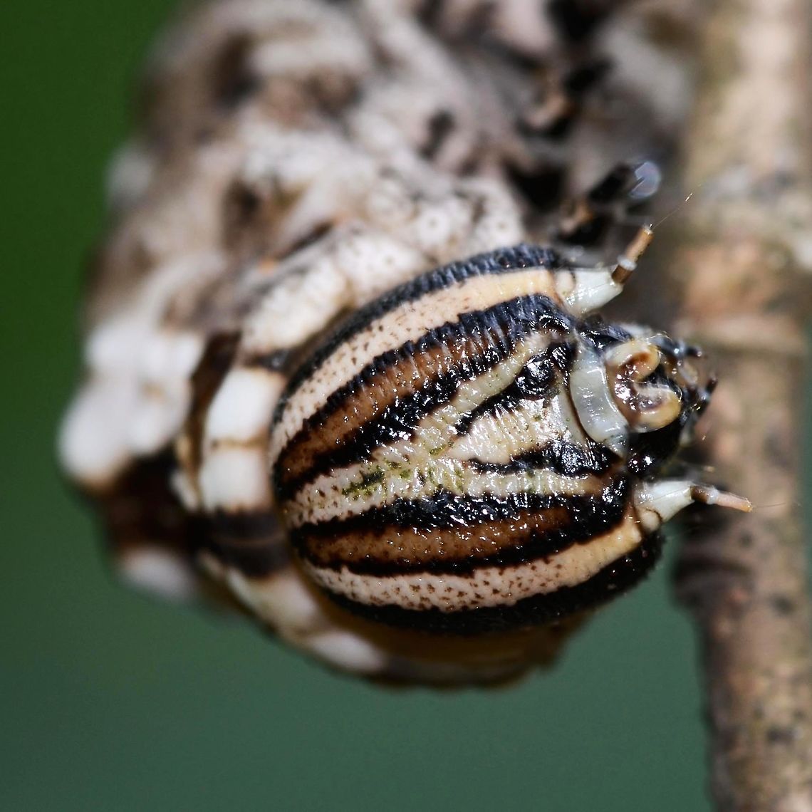 Acherontia lachesis - Death's-Head Hawkmoth Caterpillar Location is Bandung, West Java, Indonesia. Alongside a stream and paddy fields.<br />
<figure class="photo"><a href="https://www.jungledragon.com/image/37860/acherontia_lachesis_-_deaths-head_hawkmoth_caterpillar.html" title="Acherontia lachesis - Death&#039;s-Head Hawkmoth Caterpillar"><img src="https://s3.amazonaws.com/media.jungledragon.com/images/2784/37860_thumb.jpg?AWSAccessKeyId=05GMT0V3GWVNE7GGM1R2&Expires=1759968010&Signature=bEyFg9UB3v%2BfczcotEvede8XKEA%3D" width="200" height="200" alt="Acherontia lachesis - Death&#039;s-Head Hawkmoth Caterpillar A huge caterpillar, dowdy looking until you get up close and admire the detail, which is stunning. I unfortunately do not have an image of the Moth, of Hannibal Lecter fame.<br />
<br />
There are two versions of this final instar, the usual being a more colourful green and yellow.<br />
<br />
Location is Bandung, West Java, Indonesia. Alongside a stream and paddy fields.<br />
http://www.jungledragon.com/image/37862/acherontia_lachesis_-_deaths-head_hawkmoth_caterpillar.html<br />
http://www.jungledragon.com/image/37861/acherontia_lachesis_-_deaths-head_hawkmoth_caterpillar.html Acherontia lachesis,Bandung,Death&#039;s-head Hawkmoth,Fall,Geotagged,Hannibal Lecter,Indonesia,Java,West Java,acherontia lachesis,caterpillar" /></a></figure> Acherontia lachesis,Bandung,Death's-head Hawkmoth,Fall,Geotagged,Hannibal Lecter,Indonesia,Java,West Java,acherontia lachesis,caterpillar