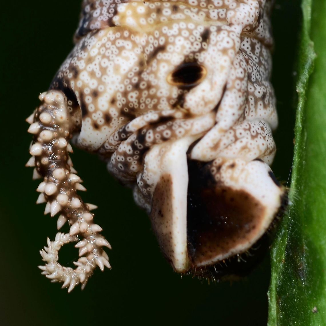 Acherontia lachesis - Death's-Head Hawkmoth Caterpillar Location is Bandung, West Java, Indonesia. Alongside a stream and paddy fields.<br />
<figure class="photo"><a href="https://www.jungledragon.com/image/37860/acherontia_lachesis_-_deaths-head_hawkmoth_caterpillar.html" title="Acherontia lachesis - Death's-Head Hawkmoth Caterpillar"><img src="https://s3.amazonaws.com/media.jungledragon.com/images/2784/37860_thumb.jpg?AWSAccessKeyId=05GMT0V3GWVNE7GGM1R2&Expires=1770854410&Signature=4ghwd0%2Bb%2BRArip3xryJS2RxHaUI%3D" width="200" height="200" alt="Acherontia lachesis - Death's-Head Hawkmoth Caterpillar A huge caterpillar, dowdy looking until you get up close and admire the detail, which is stunning. I unfortunately do not have an image of the Moth, of Hannibal Lecter fame.<br />
<br />
There are two versions of this final instar, the usual being a more colourful green and yellow.<br />
<br />
Location is Bandung, West Java, Indonesia. Alongside a stream and paddy fields.<br />
http://www.jungledragon.com/image/37862/acherontia_lachesis_-_deaths-head_hawkmoth_caterpillar.html<br />
http://www.jungledragon.com/image/37861/acherontia_lachesis_-_deaths-head_hawkmoth_caterpillar.html Acherontia lachesis,Bandung,Death's-head Hawkmoth,Fall,Geotagged,Hannibal Lecter,Indonesia,Java,West Java,acherontia lachesis,caterpillar" /></a></figure> Acherontia lachesis,Bandung,Death's-head Hawkmoth,Fall,Geotagged,Hannibal Lecter,Indonesia,Java,Spring,West Java,acherontia lachesis,caterpillar
