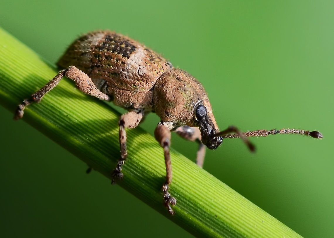 Curculionidae sp. - Weevil Weevils are everywhere, but it seems that no one wants us to know the genus, never mind the species. I guess we are just going to have to call this strange and often beautiful bug, a weevil.<br />
<br />
Location is Bandung, West Java, Indonesia. Alongside a stream and paddy fields.<br />
<figure class="photo"><a href="https://www.jungledragon.com/image/37883/curculionidae_sp._-_weevil.html" title="Curculionidae sp. - Weevil"><img src="https://s3.amazonaws.com/media.jungledragon.com/images/2784/37883_thumb.JPG?AWSAccessKeyId=05GMT0V3GWVNE7GGM1R2&Expires=1763596810&Signature=uepjmK7bd%2FwOnvXh3wEW9O4Hc4c%3D" width="200" height="200" alt="Curculionidae sp. - Weevil Location is Bandung, West Java, Indonesia. Alongside a stream and paddy fields.<br />
http://www.jungledragon.com/image/37882/curculionidae_sp._-_weevil.html Bandung,Curculionidae,Geotagged,Indonesia,Java,Summer,West Java,weevil" /></a></figure> Bandung,Curculionidae,Geotagged,Indonesia,Java,West Java,Winter,weevil
