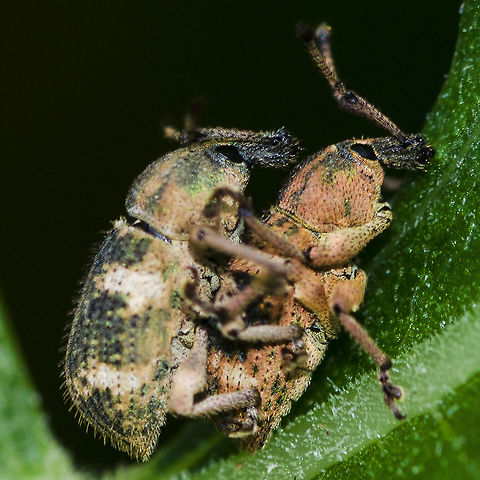 Curculionidae sp. - Weevil Location is Bandung, West Java, Indonesia. Alongside a stream and paddy fields.
http://www.jungledragon.com/image/37882/curculionidae_sp._-_weevil.html Bandung,Curculionidae,Geotagged,Indonesia,Java,Summer,West Java,weevil