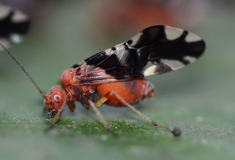 Psocidae sp &ndash; Bark Lice More ID frustration, I have been working on and off for a couple of years on this one.

Found in a huddle of about 50 bugs on a leaf.

Location is Bandung, West Java, Indonesia. Alongside a stream and paddy fields. Bandung,Bark Lice,Fall,Geotagged,Indonesia,Java,West Java