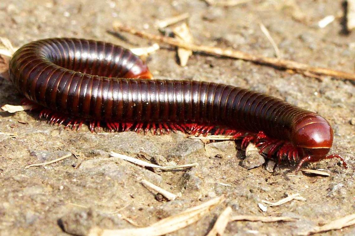 Trigoniulus corallinus – Millipede Millipedes are wonderful to watch. The control and co-ordination is so impressive.<br />
<br />
A difficult subject to photograph because they are so long, so difficult to get all in focus. They are constantly on the move, adding more problems. They are on the ground, so you have to get down and dirty. They like to keep hidden and so hide in the grass or vegetation. You can move them, but they curl up, then you have to wait forever (a minute or so) for them to feel safe and come back out to play.<br />
<br />
Location is Bandung, West Java, Indonesia. Alongside a stream and paddy fields.<br />
<figure class="photo"><a href="https://www.jungledragon.com/image/37886/trigoniulus_corallinus_millipede.html" title="Trigoniulus corallinus &ndash; Millipede"><img src="https://s3.amazonaws.com/media.jungledragon.com/images/2784/37886_thumb.JPG?AWSAccessKeyId=05GMT0V3GWVNE7GGM1R2&Expires=1759968010&Signature=wVVv%2Bu3VDIC8eTHhoPTO%2BbQ1NIE%3D" width="152" height="152" alt="Trigoniulus corallinus &ndash; Millipede Location is Bandung, West Java, Indonesia. Alongside a stream and paddy fields.<br />
http://www.jungledragon.com/image/37885/trigoniulus_corallinus_millipede.html Bandung,Geotagged,Indonesia,Java,Spring,Trigoniulus corallinus,West Java,millipede" /></a></figure> Bandung,Geotagged,Indonesia,Java,Spring,Trigoniulus corallinus,West Java,millipede