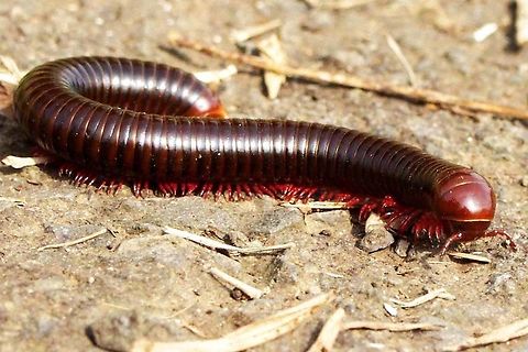Trigoniulus corallinus – Millipede Millipedes are wonderful to watch. The control and co-ordination is so impressive.

A difficult subject to photograph because they are so long, so difficult to get all in focus. They are constantly on the move, adding more problems. They are on the ground, so you have to get down and dirty. They like to keep hidden and so hide in the grass or vegetation. You can move them, but they curl up, then you have to wait forever (a minute or so) for them to feel safe and come back out to play.

Location is Bandung, West Java, Indonesia. Alongside a stream and paddy fields.
http://www.jungledragon.com/image/37886/trigoniulus_corallinus_millipede.html Bandung,Geotagged,Indonesia,Java,Spring,Trigoniulus corallinus,West Java,millipede