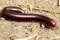 Trigoniulus corallinus – Millipede Millipedes are wonderful to watch. The control and co-ordination is so impressive.<br />
<br />
A difficult subject to photograph because they are so long, so difficult to get all in focus. They are constantly on the move, adding more problems. They are on the ground, so you have to get down and dirty. They like to keep hidden and so hide in the grass or vegetation. You can move them, but they curl up, then you have to wait forever (a minute or so) for them to feel safe and come back out to play.<br />
<br />
Location is Bandung, West Java, Indonesia. Alongside a stream and paddy fields.<br />
http://www.jungledragon.com/image/37886/trigoniulus_corallinus_millipede.html Bandung,Geotagged,Indonesia,Java,Spring,Trigoniulus corallinus,West Java,millipede