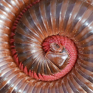 Trigoniulus corallinus &ndash; Millipede Location is Bandung, West Java, Indonesia. Alongside a stream and paddy fields.
http://www.jungledragon.com/image/37885/trigoniulus_corallinus_millipede.html Bandung,Geotagged,Indonesia,Java,Spring,Trigoniulus corallinus,West Java,millipede