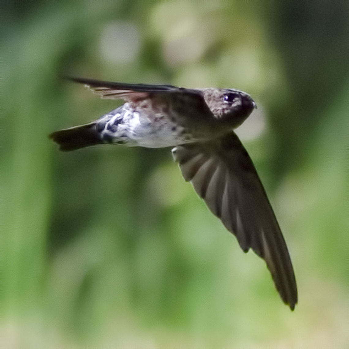 Collocalia sp. - Glossy Swiftlet The only way to get close to this avian was to shoot it as it flew by.<br />
<br />
Location is Bandung, West Java, Indonesia. Alongside a stream and paddy fields.<br />
<figure class="photo"><a href="https://www.jungledragon.com/image/37909/collocalia_sp_-_glossy_swiftlet.html" title="Collocalia sp - Glossy Swiftlet"><img src="https://s3.amazonaws.com/media.jungledragon.com/images/2784/37909_thumb.JPG?AWSAccessKeyId=05GMT0V3GWVNE7GGM1R2&Expires=1767225610&Signature=5GqwloLDQ%2FCJW39xPhbOM7pOnk4%3D" width="200" height="200" alt="Collocalia sp - Glossy Swiftlet Even though it is a bad image, taken from a long distance, I have added it to possibly help with ID issues. The significance of this image, is that it shows the tail feathers spread. You can see longitudinal light stripe markings, but these could just be interpreted as light reflections, but there are no white spot markings revealed.<br />
<br />
There are two genus in question:<br />
<br />
Collocalia esculenta sp. &ndash; distributed throughout S.Asia except for Java. Noted for low altitude. Tail feathers have no spot markings.<br />
<br />
Collocalia linchi linchi &ndash; distribution; Java, Madura, Nusa Penida and Bawean islands. No mention of altitude found. Tail feathers have concealed white spot markings near base.<br />
<br />
The Collocalia sp. Specimens in these images were photographed at an altitude of 985m. It is possible that even with the tail extended, that the spots are still not visible, but I consider this unlikely, otherwise there would be no evolutionary significance for the markings.<br />
<br />
Location and Altitude point away from Esculenta, leaving us with a quotable genus and species. Without the spots, we are left with Esculenta and a species overlooked that has adapted to altitude.<br />
<br />
Location is Bandung, West Java, Indonesia. Alongside a stream and paddy fields.<br />
http://www.jungledragon.com/image/37887/collocalia_esculenta_affinis_-_glossy_swiftlet.html Bandung,Cave swiftlet,Collocalia linchi,Geotagged,Glossy Swiftlet,Indonesia,Java,West Java,Winter,swift" /></a></figure> Bandung,Cave swiftlet,Collocalia linchi,Geotagged,Glossy Swiftlet,Indonesia,Java,West Java,Winter,swift
