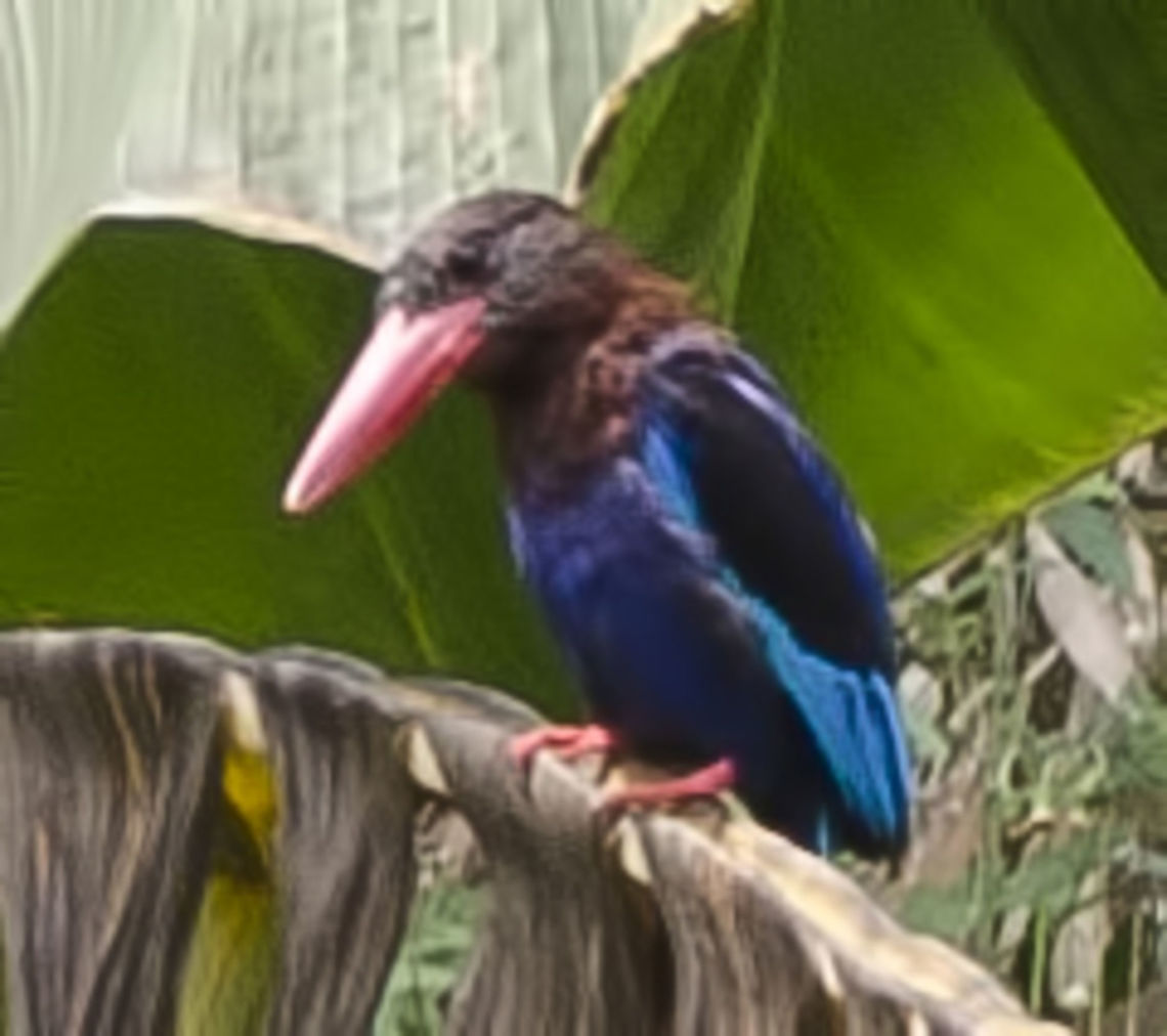 Halcyon cyanoventris - Javan kingfisher I could never get near this colourful creature, hence the poor image. But there is enough to confirm the species.<br />
<br />
It is a lot larger than the kinkfishers that I know, more like a small crow. I will get a decent shot one day.<br />
<br />
Location is Bandung, West Java, Indonesia. Alongside a stream and paddy fields. Bandung,Geotagged,Halcyon cyanoventris,Indonesia,Java,Javan kingfisher,Summer,West Java,Winter,kingfisher