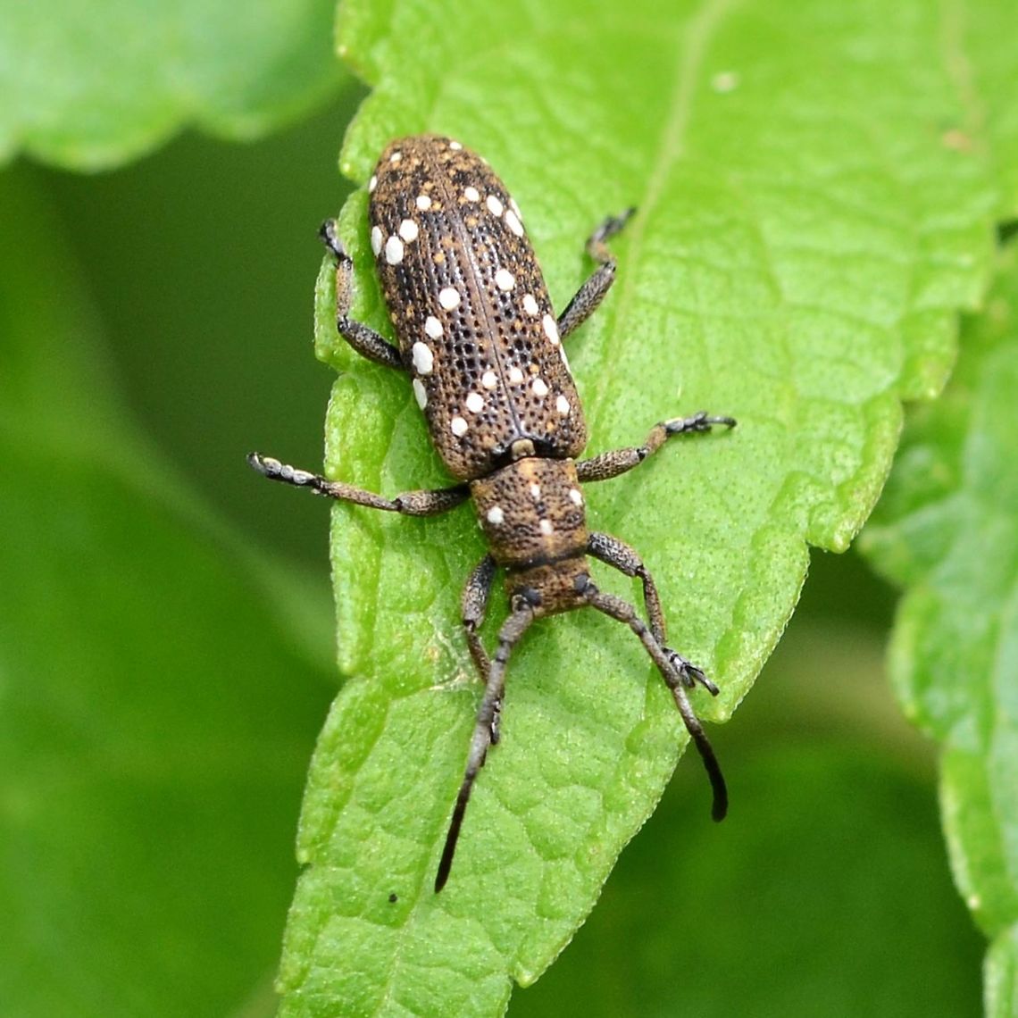 Apomecyna nigritarsis – Longhorn Beetle I only found this bug once, not too many on the web either, but fortunately, there are keen specialist sites to help.<br />
<br />
Location is Bandung, West Java, Indonesia. Alongside a stream and paddy fields.<br />
<figure class="photo"><a href="https://www.jungledragon.com/image/37890/apomecyna_nigritarsis_longhorn_beetle.html" title="Apomecyna nigritarsis &ndash; Longhorn Beetle"><img src="https://s3.amazonaws.com/media.jungledragon.com/images/2784/37890_thumb.jpg?AWSAccessKeyId=05GMT0V3GWVNE7GGM1R2&Expires=1759968010&Signature=Bs%2BYoF1I87V7sTHmApcBWexiNao%3D" width="200" height="200" alt="Apomecyna nigritarsis &ndash; Longhorn Beetle Location is Bandung, West Java, Indonesia. Alongside a stream and paddy fields.<br />
http://www.jungledragon.com/image/37889/apomecyna_nigritarsis_longhorn_beetle.html Apomecyna nigritarsis,Bandung,Geotagged,Indonesia,Java,Longhorn Beetle,West Java,Winter" /></a></figure><br />
<figure class="photo"><a href="https://www.jungledragon.com/image/37891/apomecyna_nigritarsis_longhorn_beetle.html" title="Apomecyna nigritarsis &ndash; Longhorn Beetle"><img src="https://s3.amazonaws.com/media.jungledragon.com/images/2784/37891_thumb.jpg?AWSAccessKeyId=05GMT0V3GWVNE7GGM1R2&Expires=1759968010&Signature=ls7%2BMgLv8ofJla9sdTxKn47q3Ts%3D" width="200" height="200" alt="Apomecyna nigritarsis &ndash; Longhorn Beetle Location is Bandung, West Java, Indonesia. Alongside a stream and paddy fields.<br />
http://www.jungledragon.com/image/37889/apomecyna_nigritarsis_longhorn_beetle.html Apomecyna nigritarsis,Bandung,Geotagged,Indonesia,Java,Longhorn Beetle,West Java,Winter" /></a></figure> Apomecyna nigritarsis,Bandung,Geotagged,Indonesia,Java,Longhorn Beetle,West Java,Winter