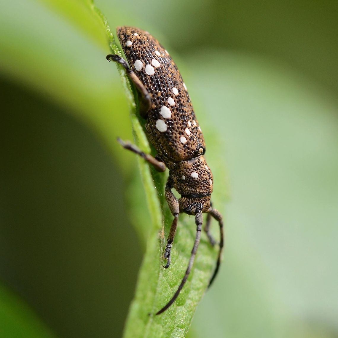 Apomecyna nigritarsis – Longhorn Beetle Location is Bandung, West Java, Indonesia. Alongside a stream and paddy fields.<br />
<figure class="photo"><a href="https://www.jungledragon.com/image/37889/apomecyna_nigritarsis_longhorn_beetle.html" title="Apomecyna nigritarsis &ndash; Longhorn Beetle"><img src="https://s3.amazonaws.com/media.jungledragon.com/images/2784/37889_thumb.jpg?AWSAccessKeyId=05GMT0V3GWVNE7GGM1R2&Expires=1759968010&Signature=ZBWoHL7Lmpu9bTmn%2B5%2FIOzKjriw%3D" width="200" height="200" alt="Apomecyna nigritarsis &ndash; Longhorn Beetle I only found this bug once, not too many on the web either, but fortunately, there are keen specialist sites to help.<br />
<br />
Location is Bandung, West Java, Indonesia. Alongside a stream and paddy fields.<br />
http://www.jungledragon.com/image/37890/apomecyna_nigritarsis_longhorn_beetle.html<br />
http://www.jungledragon.com/image/37891/apomecyna_nigritarsis_longhorn_beetle.html Apomecyna nigritarsis,Bandung,Geotagged,Indonesia,Java,Longhorn Beetle,West Java,Winter" /></a></figure> Apomecyna nigritarsis,Bandung,Geotagged,Indonesia,Java,Longhorn Beetle,West Java,Winter