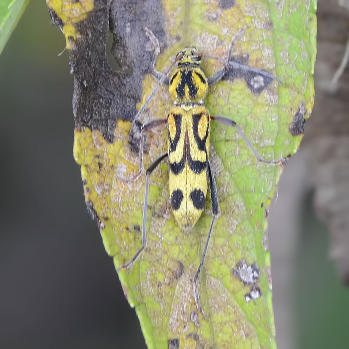 Chlorophorus annularis - Bamboo Longhorn Beetle A very distinctive beetle, but only seen it once.<br />
<br />
Location is Bandung, West Java, Indonesia. Alongside a stream and paddy fields.<br />
 Bamboo Longhorn Beetle,Bandung,Chlorophorus annularis,Geotagged,Indonesia,Java,Spring,West Java