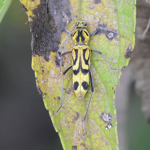 Chlorophorus annularis - Bamboo Longhorn Beetle A very distinctive beetle, but only seen it once.

Location is Bandung, West Java, Indonesia. Alongside a stream and paddy fields.
 Bamboo Longhorn Beetle,Bandung,Chlorophorus annularis,Geotagged,Indonesia,Java,Spring,West Java