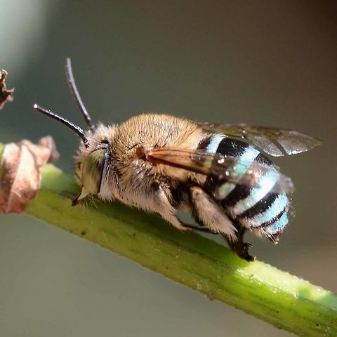 Amegilla zonata - Blue Banded Bee There is a whole industry building around this bee, as it uses a special technique for certain plants, like the tomato, which cannot be pollenated by the regular bees, as the pollen is held in small capsules.

The bee grips the part of the flower with its jaws. Then it somehow switches off its wings from the muscle, and uses the vibrating muscle to nod its head, thus shaking the bloom and releasing the encapsulated pollen.

A marvelous slow motion video of the process exists, see the link below.

Location is Bandung, West Java, Indonesia. Alongside a stream and paddy fields.
https://www.youtube.com/watch?v=4SmJdVxZ_Lw Amegilla zonata,Bandung,Blue Banded Bee,Geotagged,Indonesia,Java,West Java,Winter,bee,pollination,tomato,vibration