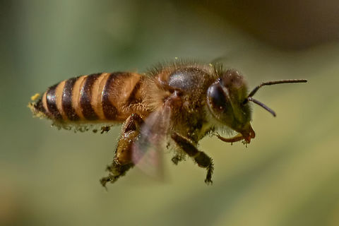 Apis cerana - Asiatic honey bee The path was a bright yellow because a fruit laden branch of the date tree had ripened, so there were bees galore. I was very brave, lying on the floor amongst the fallen fruit and hundreds, if not thousands of bees, snapping bees in flight, calmly brushing off the bees when they landed on my face, I was proud of myself, clearly over my wasp/bee aversion of a few years ago.

You can see a little fork at the end of the tongue. I have observed this on other flying bugs.

Location is Bandung, West Java, Indonesia. Alongside a stream and paddy fields.
http://www.jungledragon.com/image/37895/apis_cerana_-_asiatic_honey_bee.html Apis cerana,Asiatic honey bee,Bandung,Eastern honey bee,Geotagged,Indonesia,Java,West Java,Winter,bee,honey bee