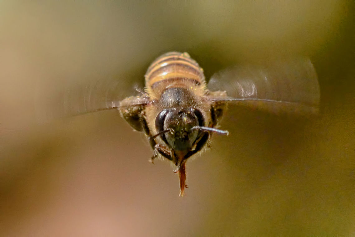 Apis cerana - Asiatic honey bee Location is Bandung, West Java, Indonesia. Alongside a stream and paddy fields.<br />
<figure class="photo"><a href="https://www.jungledragon.com/image/37894/apis_cerana_-_asiatic_honey_bee.html" title="Apis cerana - Asiatic honey bee"><img src="https://s3.amazonaws.com/media.jungledragon.com/images/2784/37894_thumb.JPG?AWSAccessKeyId=05GMT0V3GWVNE7GGM1R2&Expires=1763596810&Signature=hAEAm3lj2DHv7EcuhunJuRf%2FMzo%3D" width="200" height="134" alt="Apis cerana - Asiatic honey bee The path was a bright yellow because a fruit laden branch of the date tree had ripened, so there were bees galore. I was very brave, lying on the floor amongst the fallen fruit and hundreds, if not thousands of bees, snapping bees in flight, calmly brushing off the bees when they landed on my face, I was proud of myself, clearly over my wasp/bee aversion of a few years ago.<br />
<br />
You can see a little fork at the end of the tongue. I have observed this on other flying bugs.<br />
<br />
Location is Bandung, West Java, Indonesia. Alongside a stream and paddy fields.<br />
http://www.jungledragon.com/image/37895/apis_cerana_-_asiatic_honey_bee.html Apis cerana,Asiatic honey bee,Bandung,Eastern honey bee,Geotagged,Indonesia,Java,West Java,Winter,bee,honey bee" /></a></figure> Apis cerana,Asiatic honey bee,Bandung,Eastern honey bee,Geotagged,Indonesia,Java,West Java,Winter,bee,honey bee