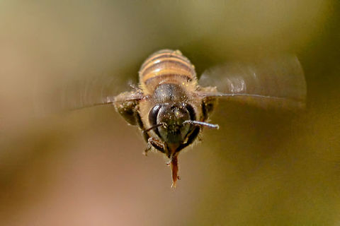 Apis cerana - Asiatic honey bee Location is Bandung, West Java, Indonesia. Alongside a stream and paddy fields.
http://www.jungledragon.com/image/37894/apis_cerana_-_asiatic_honey_bee.html Apis cerana,Asiatic honey bee,Bandung,Eastern honey bee,Geotagged,Indonesia,Java,West Java,Winter,bee,honey bee